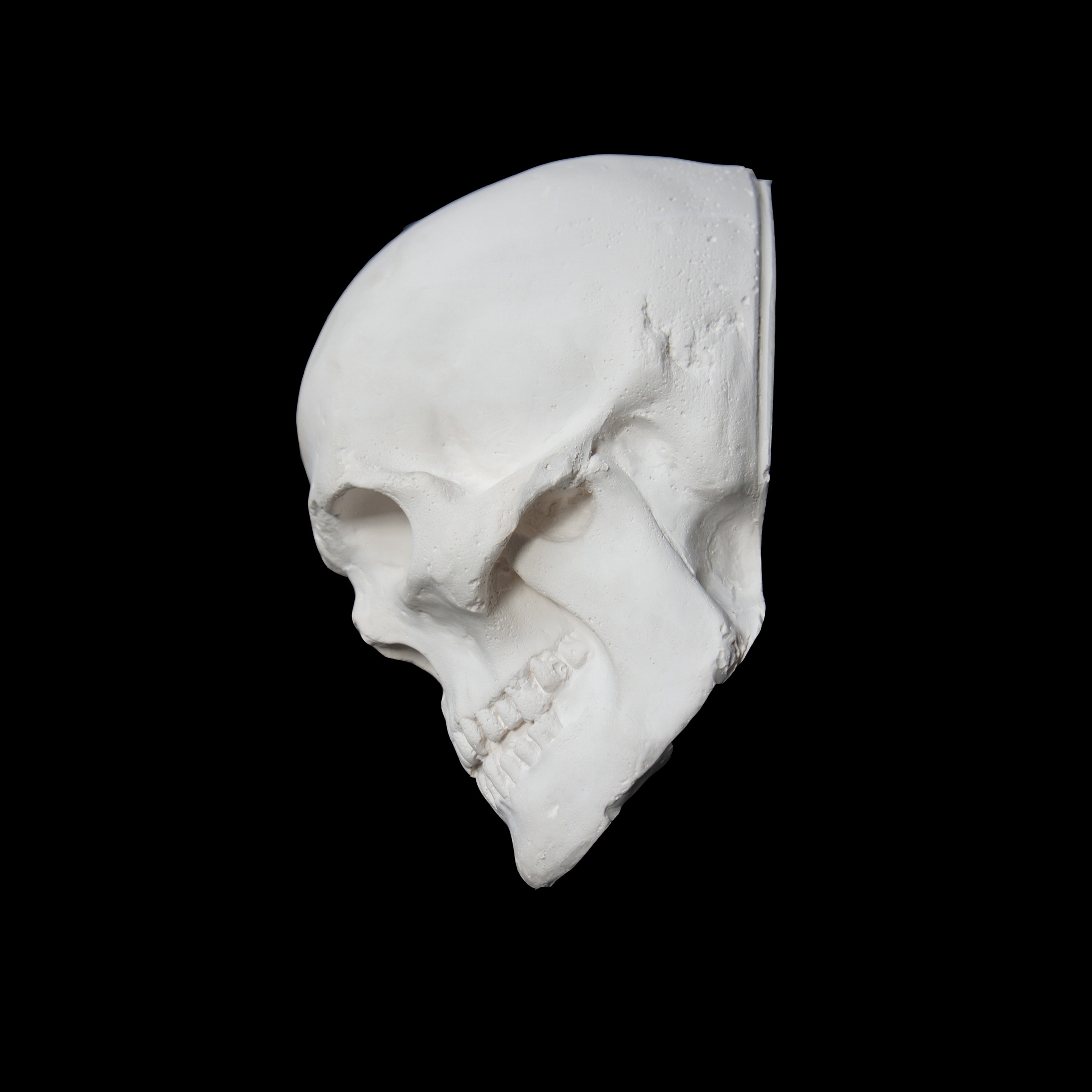 Plaster Casts: Skull – London Art Shop : Buy Art Supplies : @ Lavender